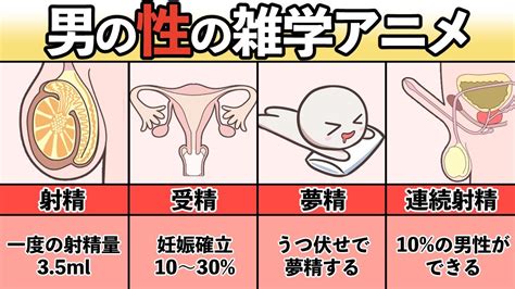 勃起 画像|男性器の仕組みを知ろう！勃起と射精のメカニズムと .